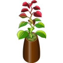 Červeno-zelená rostlina