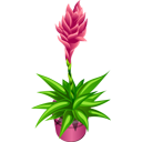 Růžová rostlina