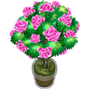 Růžovokvětá rostlina